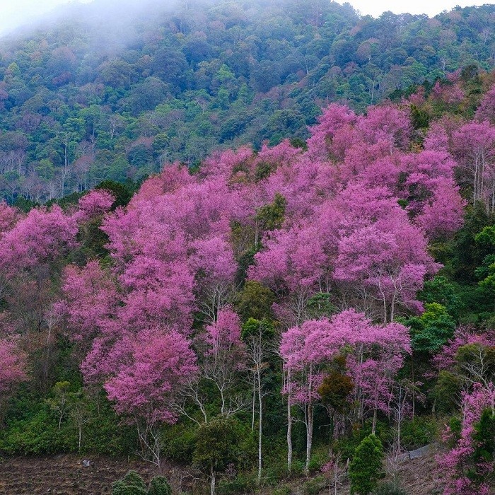 Les cerisiers sont-ils plantés au Vietnam? - ảnh 2