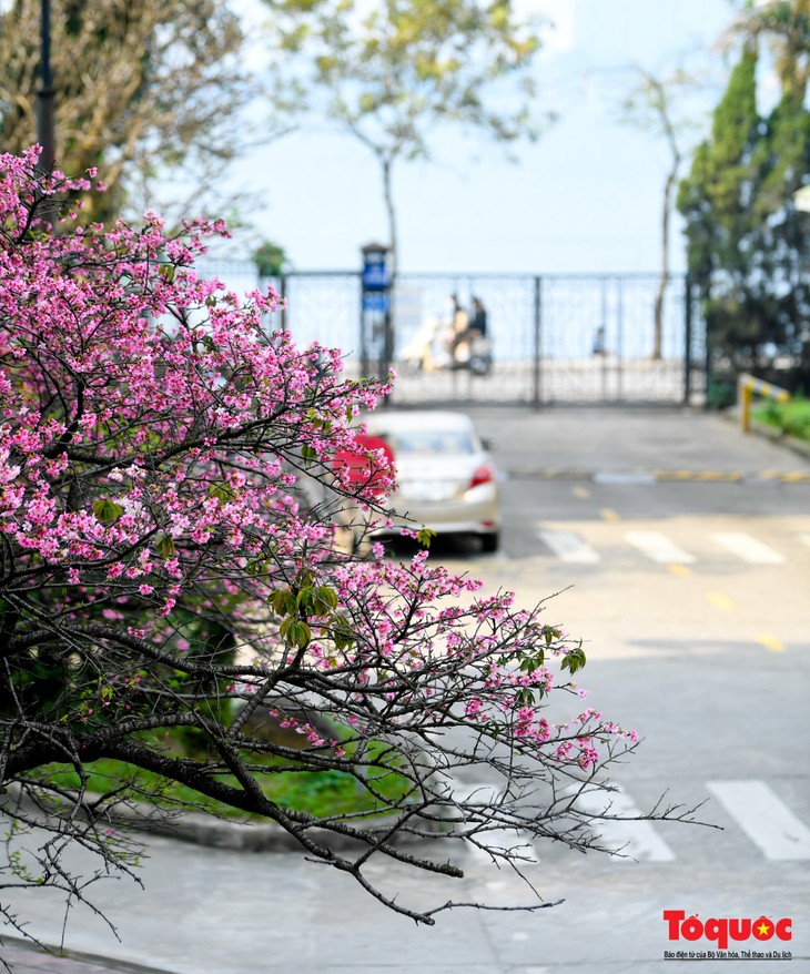 Les cerisiers sont-ils plantés au Vietnam? - ảnh 5