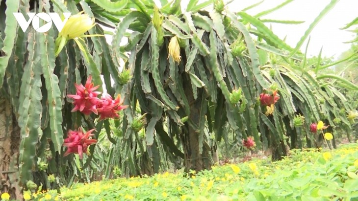 Le fruit du dragon au Vietnam - ảnh 1