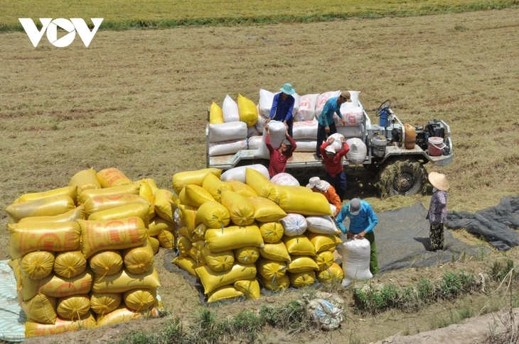 Quelle est la place du riz dans l'alimentation au Vietnam? - ảnh 3