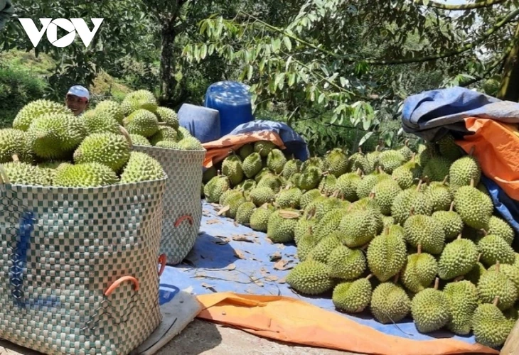 Quels sont les fruits du Vietnam qui ont la plus grande valeur d’exportation en 2024? - ảnh 1