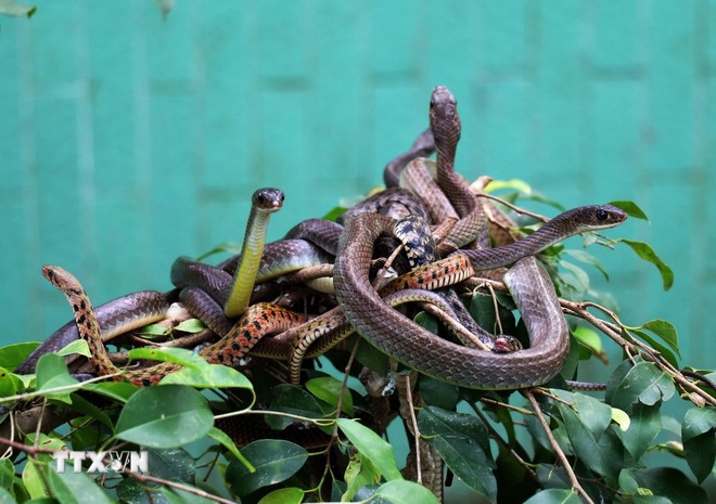 Les serpents au Vietnam - ảnh 1