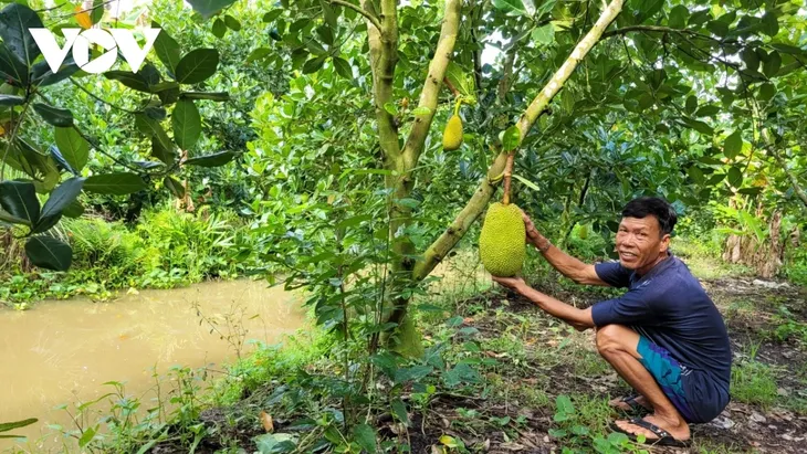 La culture du jacquier au Vietnam - ảnh 1