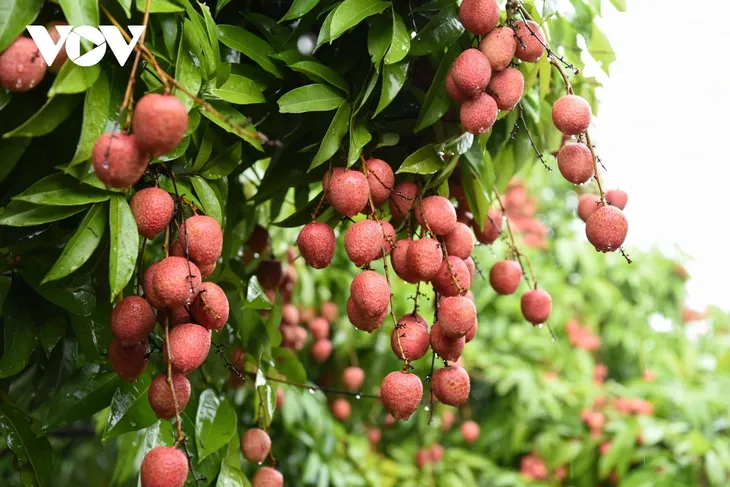 Les litchis sont plantés dans quelles régions au Vietnam? - ảnh 1
