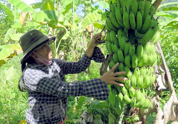 La banane vietnamienne: d’une culture traditionnelle à une filière d’exportation stratégique - ảnh 1