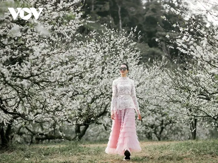 Les couleurs florales annoncent l’hiver sur le plateau de Môc Châu - ảnh 2