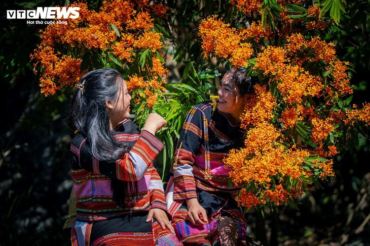 Floraison spectaculaire des hoa trang sauvages: la muse des forêts de Gia Lai s’éveille - ảnh 11