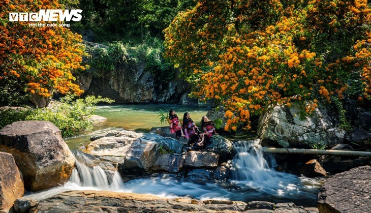 Floraison spectaculaire des hoa trang sauvages: la muse des forêts de Gia Lai s’éveille - ảnh 12