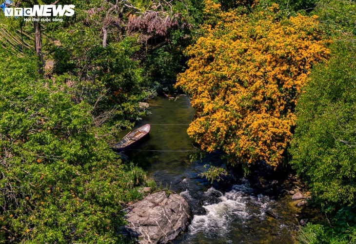 Floraison spectaculaire des hoa trang sauvages: la muse des forêts de Gia Lai s’éveille - ảnh 4