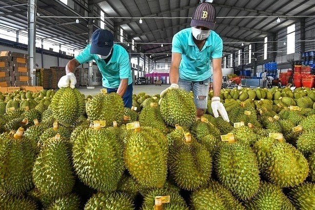 Vietnamese durian exports rake in 1.3 billion USD in H1 - ảnh 1