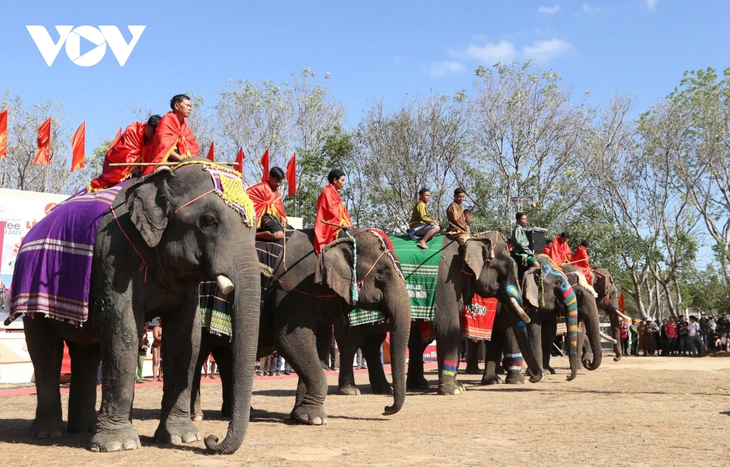 Buon Don Elephant Festival 2025 kicks off  - ảnh 1