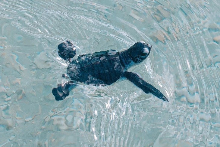 Con Dao National Park limits tourist number for sea turtle watching  - ảnh 1