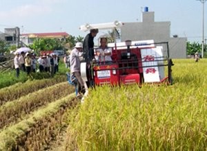 Kecamatan Ayun Ha, titik terang tentang pembangunan pedesaan baru di provinsi Gia Lai. - ảnh 2