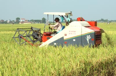 Provinsi Ha Nam mendorong kuat re-organisasi pesawahan, menghapuskan cara produksi pertanian yang terpencar-pencar. - ảnh 3