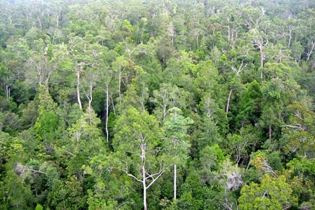 Sidang Badan Pengarahan Negara tentang rencana perlindungan dan pengembangan hutan tahap 2011-2020. - ảnh 1