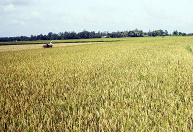 Mendorong kuat pengembangan pola “Sawah percontohan besar” dalam produksi pertanian - ảnh 2