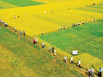 Mendorong kuat pengembangan pola “Sawah percontohan besar” dalam produksi pertanian - ảnh 3