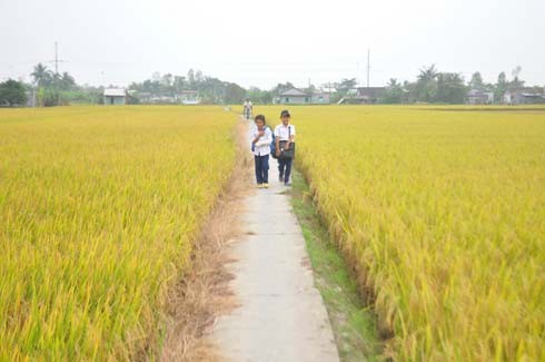 Pedesaan baru merupakan tenaga pendorong untuk membantu semua daerah pedesaan berkembang - ảnh 3