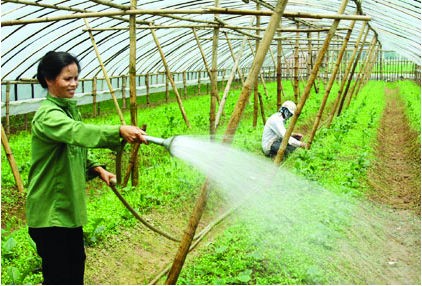 Bibit pohon yang membantu melepaskan diri  dari kemiskinan di provinsi Khanh Hoa - ảnh 2