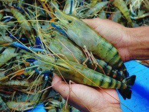 Udang  eks Vietnam  ke Amerika Serikat diakui tidak melakukan dumping - ảnh 1