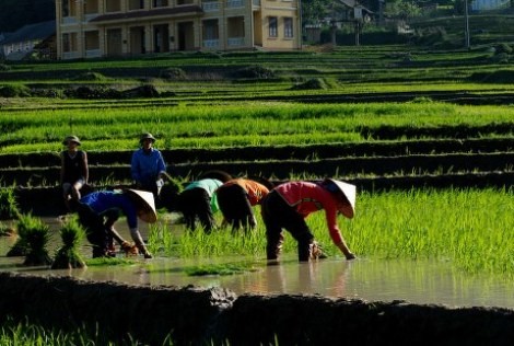 Pola koperasi dalam pembangunan pedesaan baru di provinsi Son La - ảnh 3