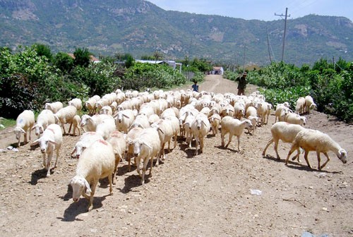 Konektivitas 3 faktor untuk membangun pedesaan baru di provinsi Ninh Thuan, Vietnam Tengah - ảnh 3