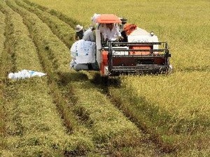 Restrukturisasi pertanian untuk mengembangkan daerah dataran rendah sungai Mekong - ảnh 1