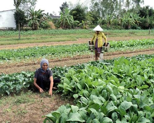 Daerah pedesaan Tra Vinh dengan  perubahan-perubahan yang dialami - ảnh 3