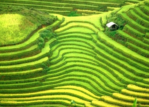 Budaya cocok tanam sawah terasering di daerah pegunungan Vietnam Utara - ảnh 1