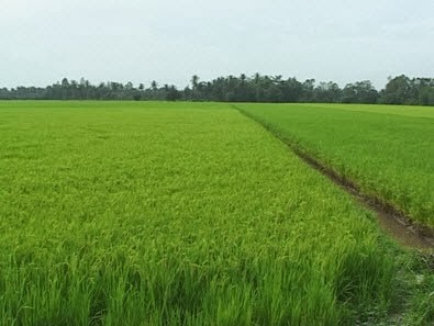 Pola  “sawah konektivitas” di provinsi Dong Thap turut membangun pedesaan baru - ảnh 3