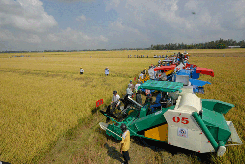 Pola  “sawah konektivitas” di provinsi Dong Thap turut membangun pedesaan baru - ảnh 2