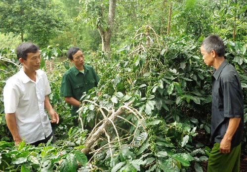 Veteran perang Nguyen Hung Cuong-Gagah berani dalam pertempuran-berani dalam produksi - ảnh 1