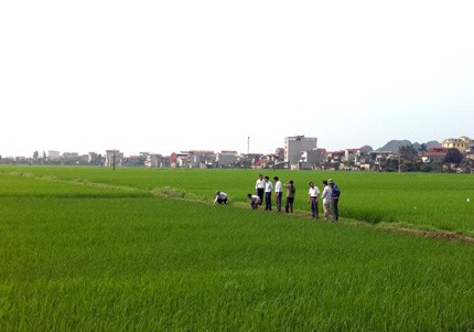 Menyatukan sawah-sawah dan memperkuat mekanisasi dalam produksi pertanian di provinsi Bac Ninh - ảnh 2