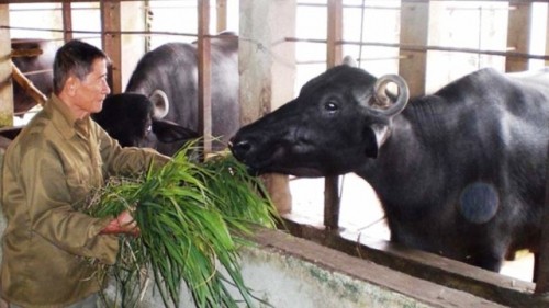 Di lapangan rumput muda tidak ada lagi bekas kaki Pahlawan Kerja Ho Giao - ảnh 1