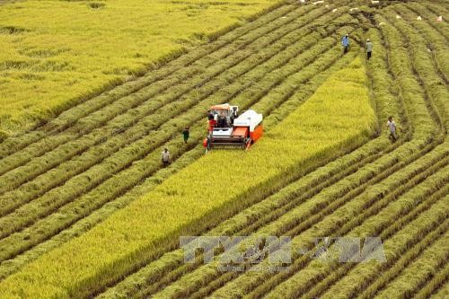 Vietnam akan mencapai banyak prestasi pada tahun 2017 - ảnh 1