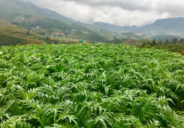 Saudara Do Tien Si- Orang yang meninggalkan perkotaan datang ke daerah pegunungan untuk menggugah zona bahan farmasi - ảnh 1