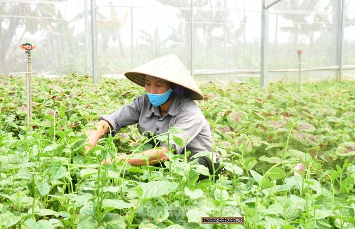 Faktor yang Dorong Pengembangan Pertanian dan Pedesaan - ảnh 1