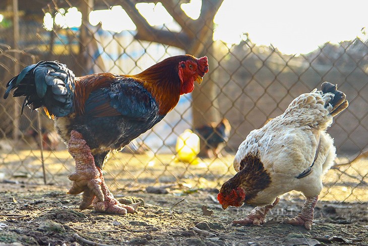 Ayam Dong Tao Bawa Manfaat Ekonomi Tinggi bagi Warga Provinsi Hung Yen - ảnh 1