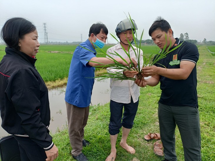 Truong “Beras” dan Benih yang Berkecambah Sebelumnya Mendampingi Kaum Tani Beradaptasi dengan Perubahaan Iklim - ảnh 1