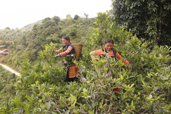 Produk OCOP dan Harapan tentang Arah Pembangunan Baru bagi Pedesaan Provinsi Son La  - ảnh 1