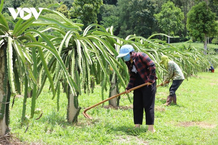 Mendukung Mata Pencaharian dan Menciptakan Motivasi untuk Keluar dari Kemiskinan di Daerah Pegunungan Son La - ảnh 1