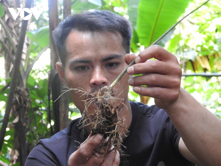 Warga Etnis Minoritas Xo Dang Mencapai Kesejahteraan karena Menanam Pohon Bahan Farmasi - ảnh 1