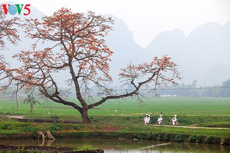 ຍາມລະດູດອກງິ້ວແດງຢູ່ເຂດບ້ານນາພາກເໜືອ - ảnh 12