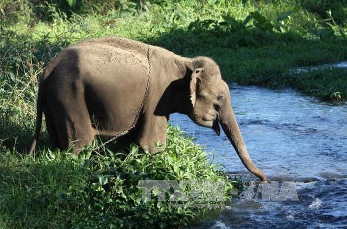   ການອະນຸລັກຮັກສາຝູງຊ້າງຢູ່ແຂວງດັກລັກ  - ảnh 1