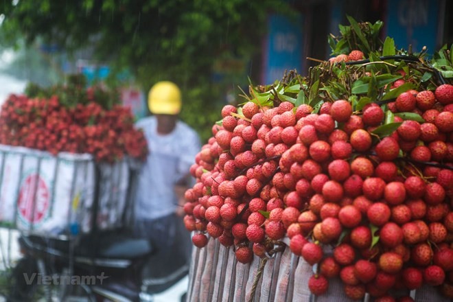 Vietnam Airlines ນຳໝາກລິ້ນຈີ່ເຂົ້າໃນການຮັບໃຊ້ໃນບັນດາຖ້ຽວບິນຢູ່ພາຍໃນ ແລະ ສາກົນ - ảnh 1