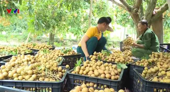 ​ບັນ​ດາ​ທ້ອງ​ຖິ່ນ​ຜັນ​ຂະ​ຫຍາຍ​ການ​ປະ​ຕິ​ບັດ​ມະ​ຕິ 01 ຂອ​ງ​ລັດ​ຖະ​ບານ - ảnh 1