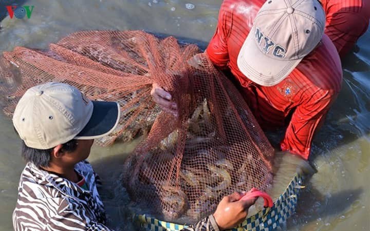 ເຂດທົ່ງພຽງແມ່ນ້ຳຂອງທາງພາກໃຕ້ຫວຽດນາມຍູ້ແຮງການສົ່ງອອກກຸ້ງ - ảnh 1