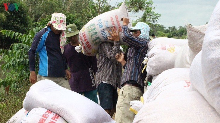 ເຂດ​ທົ່ງ​ພຽງ​ແມ່​ນ້ຳ​ຂອງ​ທາງ​ພາກ​ໃຕ້​ຫວຽດ​ນາມ  ກັບ​ບົດ​ບາດ​ຄ້ຳ​ປະ​ກັນ​ຄວາມ​ໝັ້ນ​ຄົງ​ດ້ານ​ສະ​ບຽງ​ອາ​ຫານ​ແຫ່ງ​ຊາດ - ảnh 2