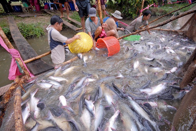 ຮີບຮ້ອນສ້າງກົນໄກນະໂຍບາຍໃຫ້ສົມບູນແບບ ເພື່ອຍາດແຍ່ງໂອກາດຈາກ EVFTA - ảnh 1