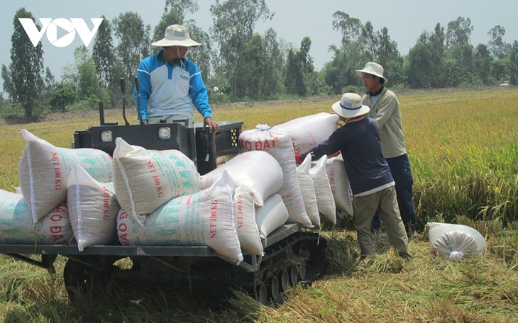 ລາ​ຄາ​ເຂົ້າສານ​ສົ່ງ​ອອກ​ຂອງ ຫວຽດ​ນາມ ສືບ​ຕໍ່​ເພີ່​ມ​ຂຶ້ນ - ảnh 1